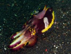 'Flamboyant cuttlefish' from Lembeh. Taken with Olympus E... by Istvan Juhasz 